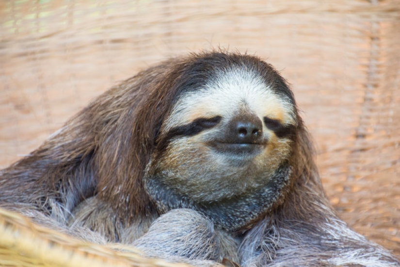 17 amazing facts about sloths — idle and magnificent