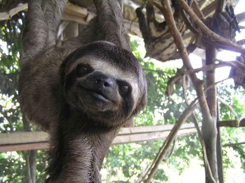 17 amazing facts about sloths — idle and magnificent