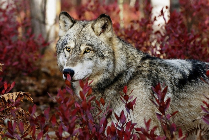 17 animales que nos matan