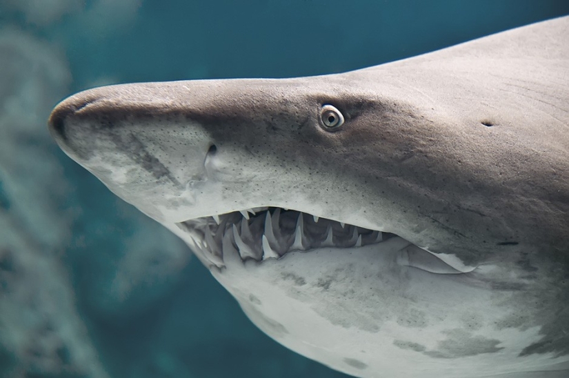 17 animals that kill us 17 animals that kill us