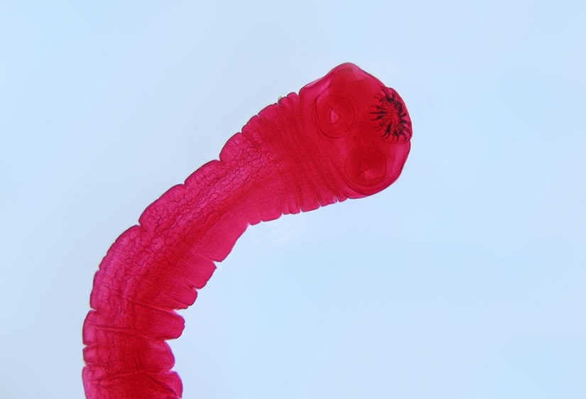 17 animals that kill us 17 animals that kill us