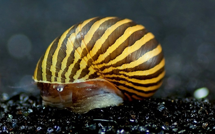 17 animals that kill us 17 animals that kill us