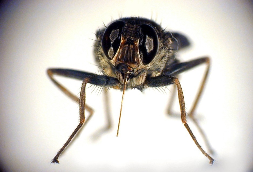 17 animals that kill us 17 animals that kill us