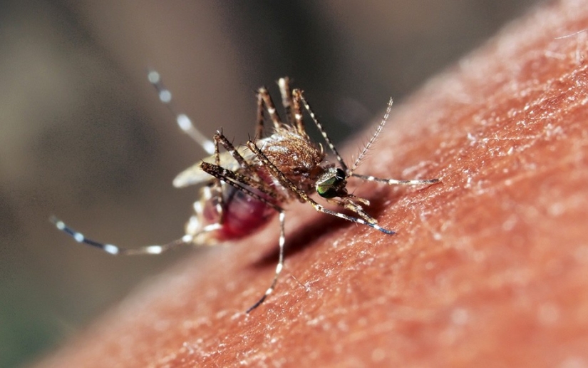 17 animals that kill us 17 animals that kill us