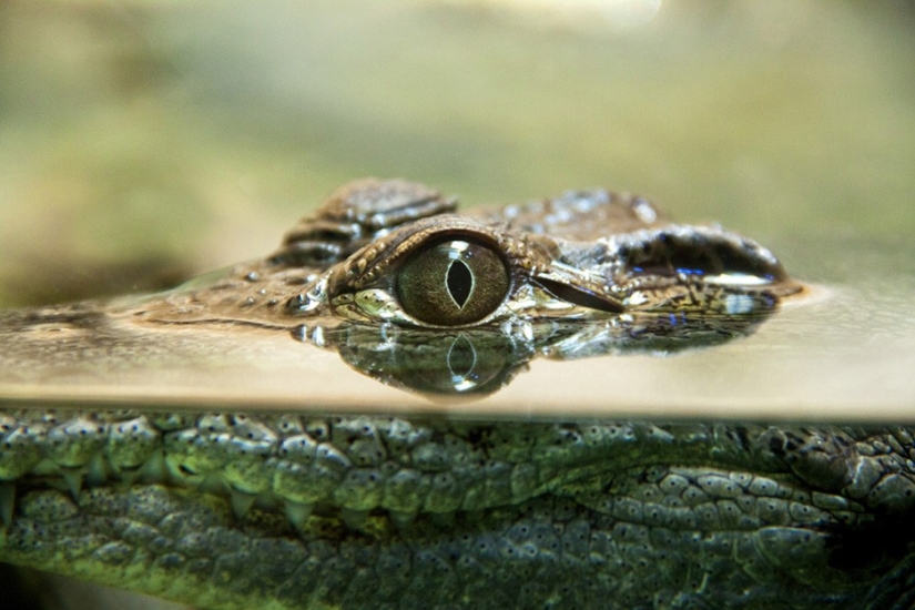 17 animals that kill us 17 animals that kill us