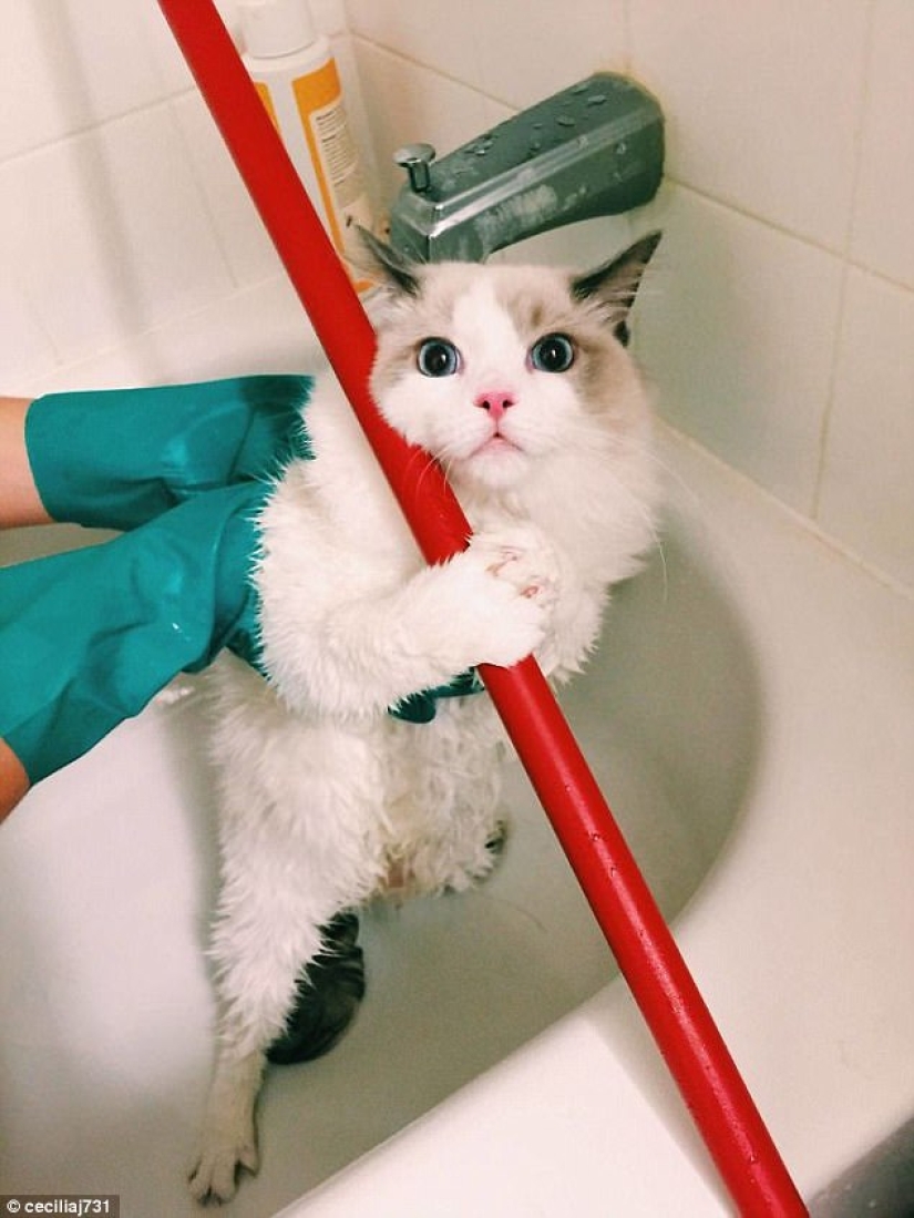 17 fotos de animales que harán cualquier cosa para no ser lavados