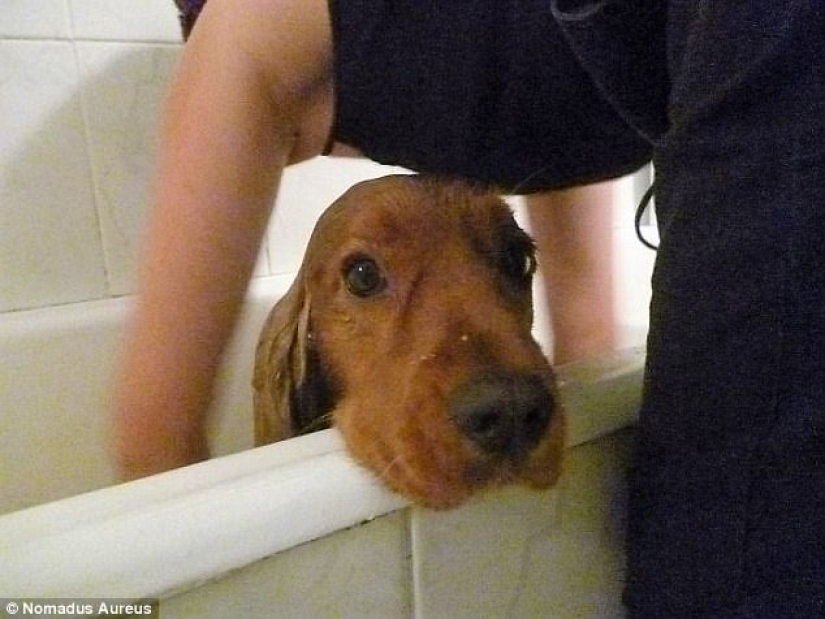 17 fotos de animales que harán cualquier cosa para no ser lavados