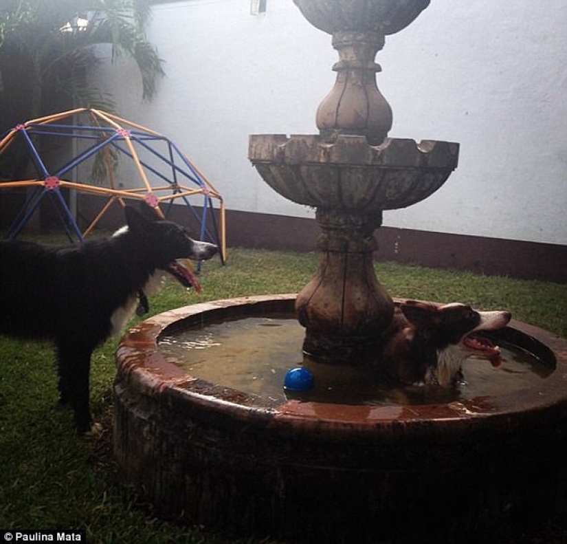 17 fotos de animales que harán cualquier cosa para no ser lavados