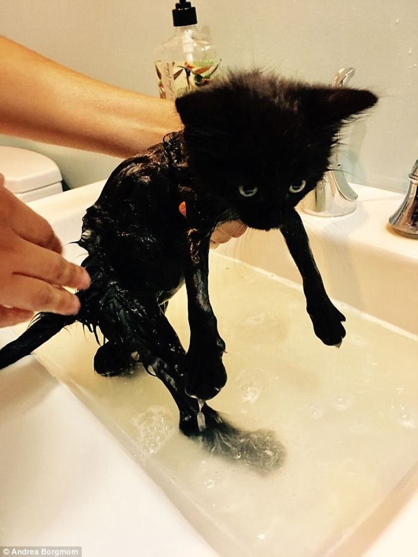 17 fotos de animales que harán cualquier cosa para no ser lavados