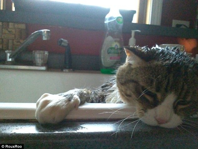 17 fotos de animales que harán cualquier cosa para no ser lavados