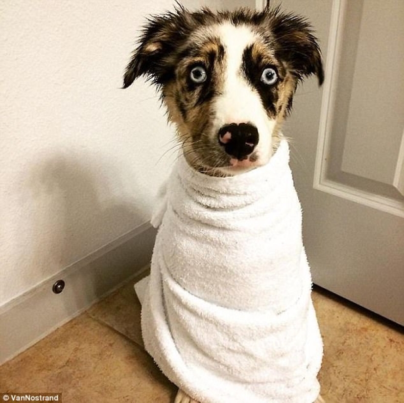 17 fotos de animales que harán cualquier cosa para no ser lavados