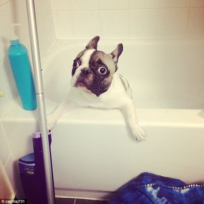 17 fotos de animales que harán cualquier cosa para no ser lavados