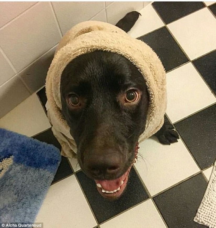 17 fotos de animales que harán cualquier cosa para no ser lavados