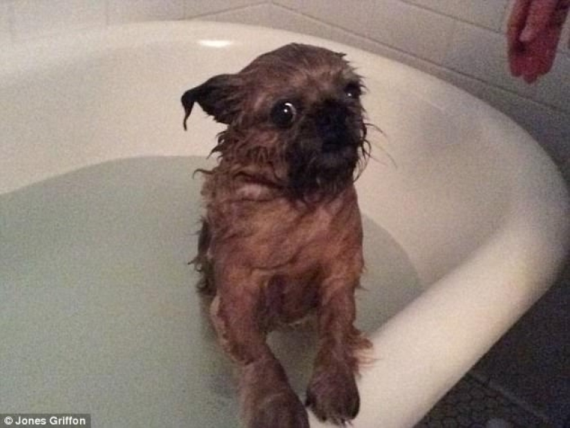 17 fotos de animales que harán cualquier cosa para no ser lavados