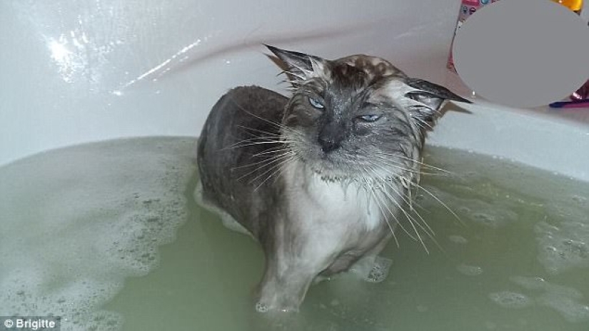 17 fotos de animales que harán cualquier cosa para no ser lavados