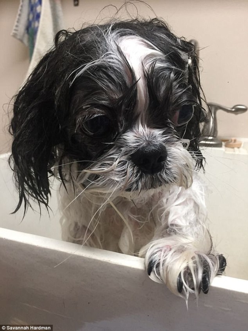 17 photos of animals that will do anything not to be washed 17 photos of animals that will do anything not to be washed