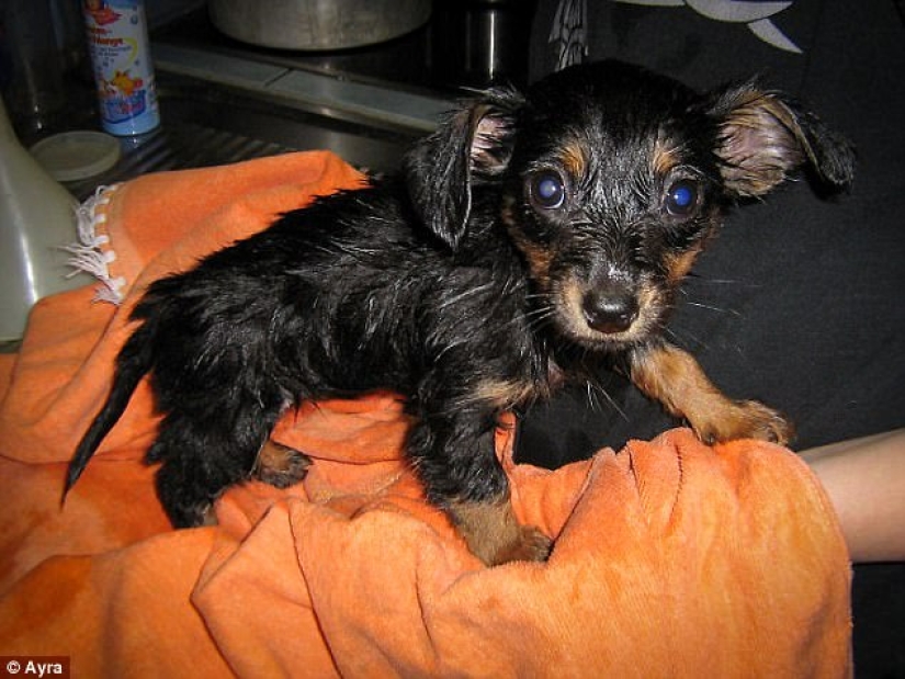 17 photos of animals that will do anything not to be washed 17 photos of animals that will do anything not to be washed