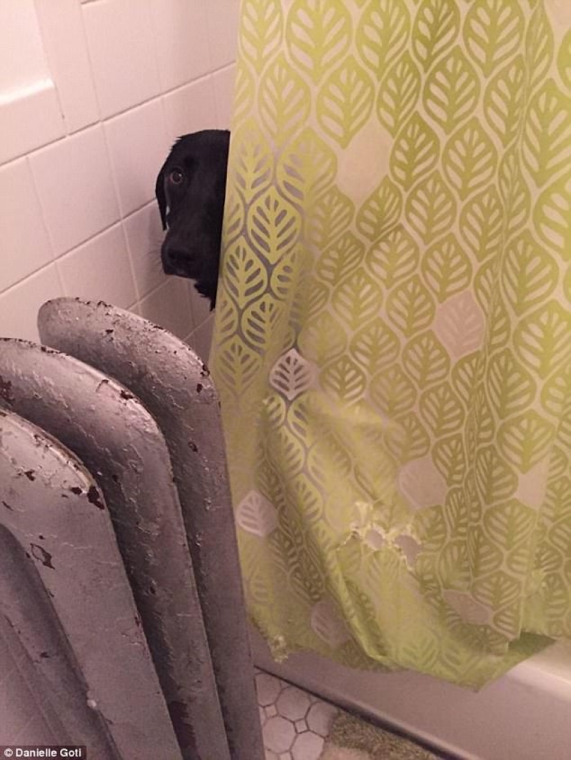 17 photos of animals that will do anything not to be washed 17 photos of animals that will do anything not to be washed
