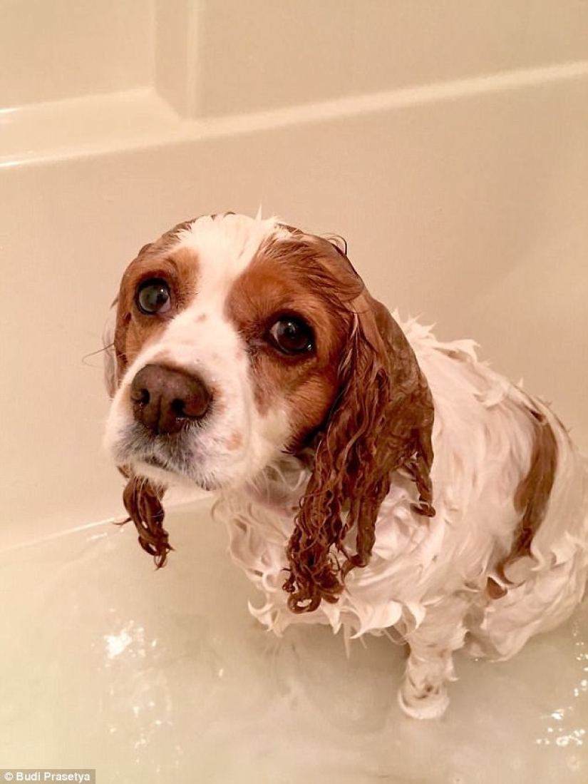 17 photos of animals that will do anything not to be washed 17 photos of animals that will do anything not to be washed