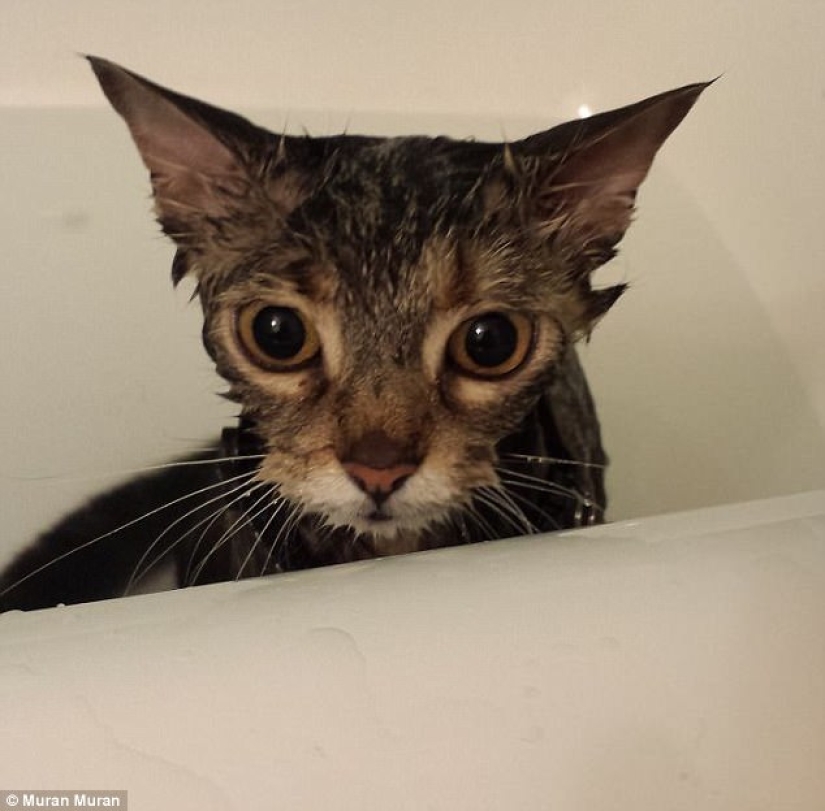 17 photos of animals that will do anything not to be washed 17 photos of animals that will do anything not to be washed