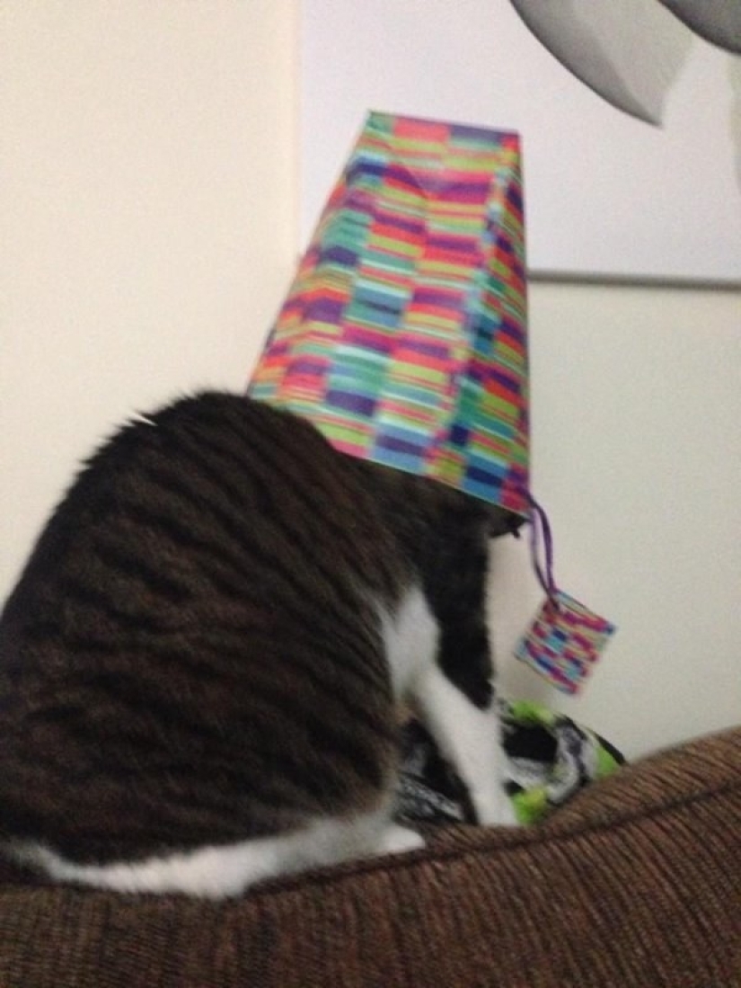 19 beautiful hairy idiot cats