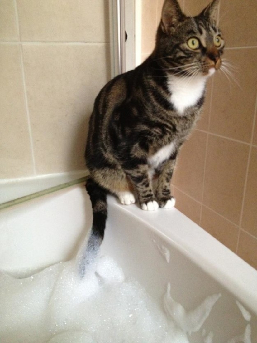 19 beautiful hairy idiot cats