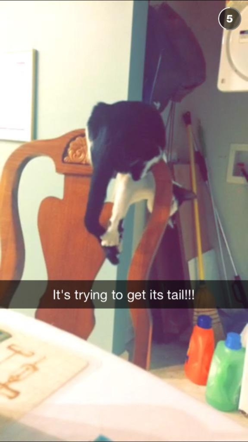 19 beautiful hairy idiot cats