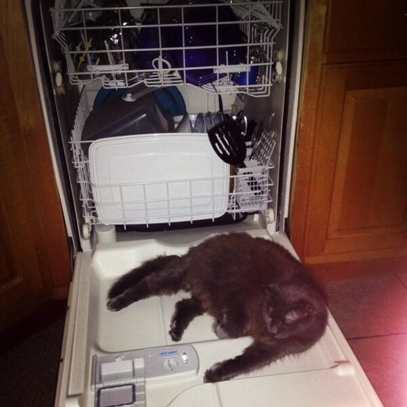 19 beautiful hairy idiot cats