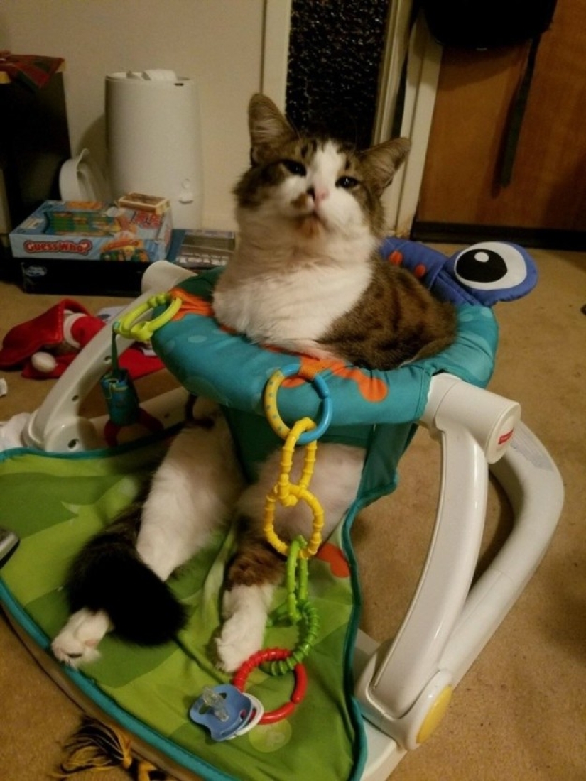 19 beautiful hairy idiot cats