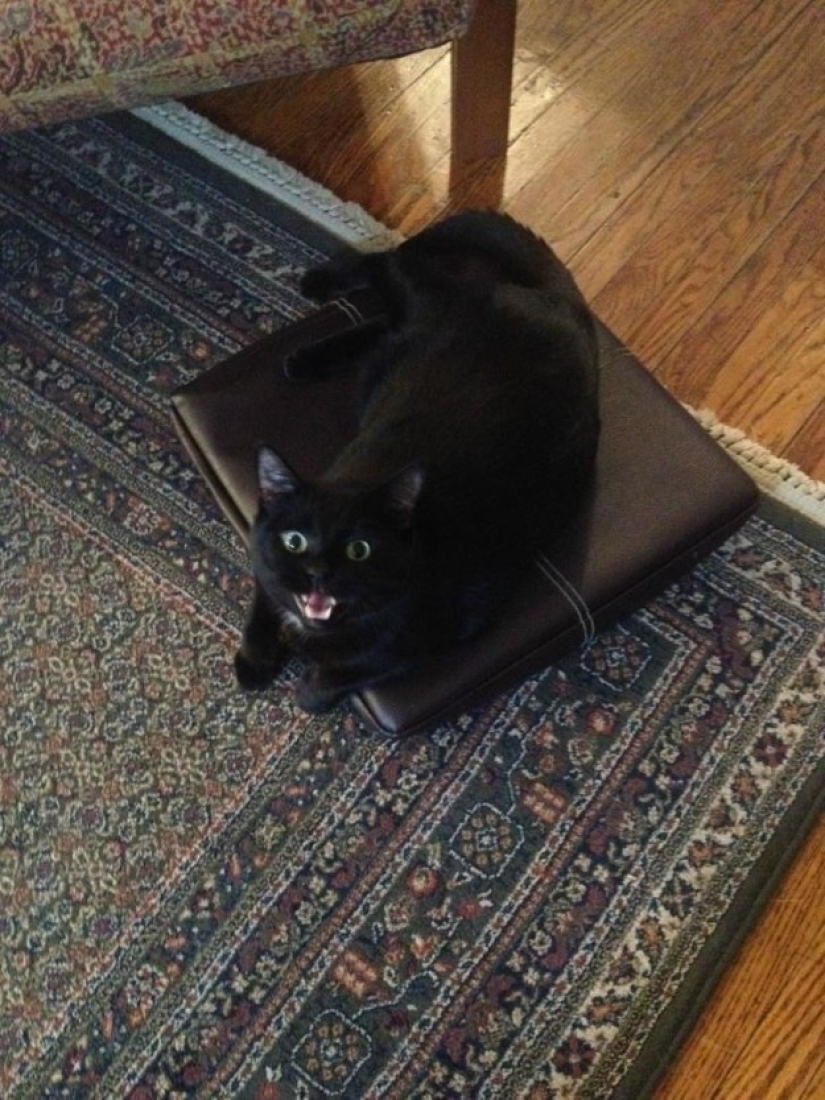 19 beautiful hairy idiot cats