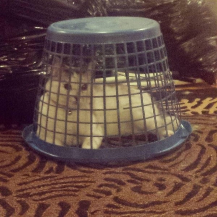 19 beautiful hairy idiot cats