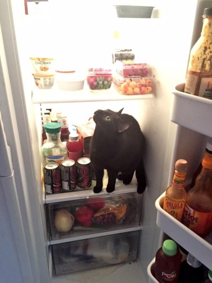 19 beautiful hairy idiot cats