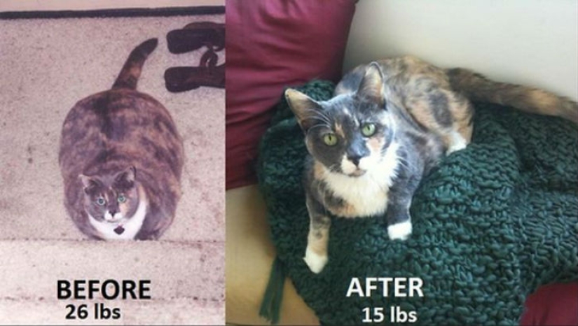 19 examples proving that willpower and work will win everything. In general, everything! 19 examples proving that willpower and work will win everything. In general, everything!