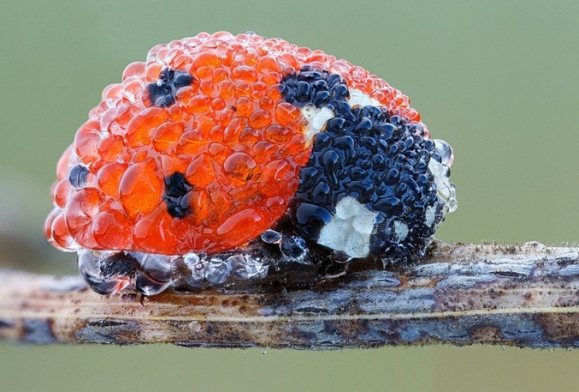19 insanely perfect shots
