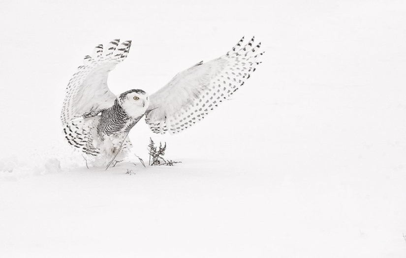 19 insanely perfect shots