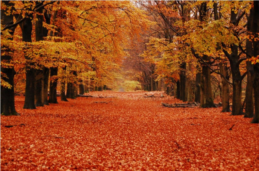 19 reasons to love the Netherlands
