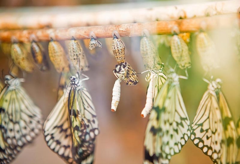 19 sorprendentes transformaciones de orugas en mariposas