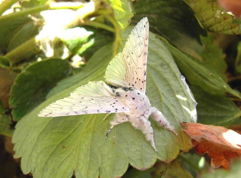 19 sorprendentes transformaciones de orugas en mariposas