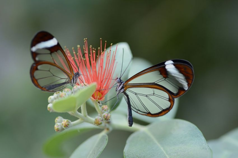 19 sorprendentes transformaciones de orugas en mariposas