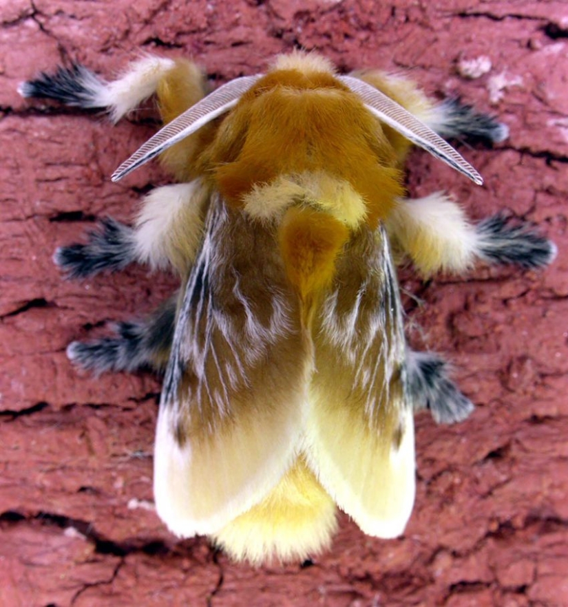 19 sorprendentes transformaciones de orugas en mariposas