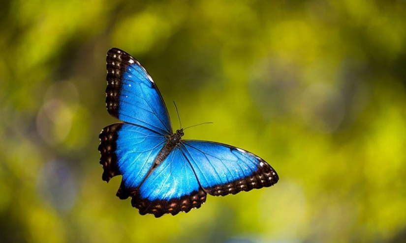 19 sorprendentes transformaciones de orugas en mariposas