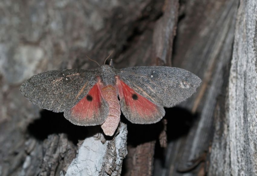 19 sorprendentes transformaciones de orugas en mariposas
