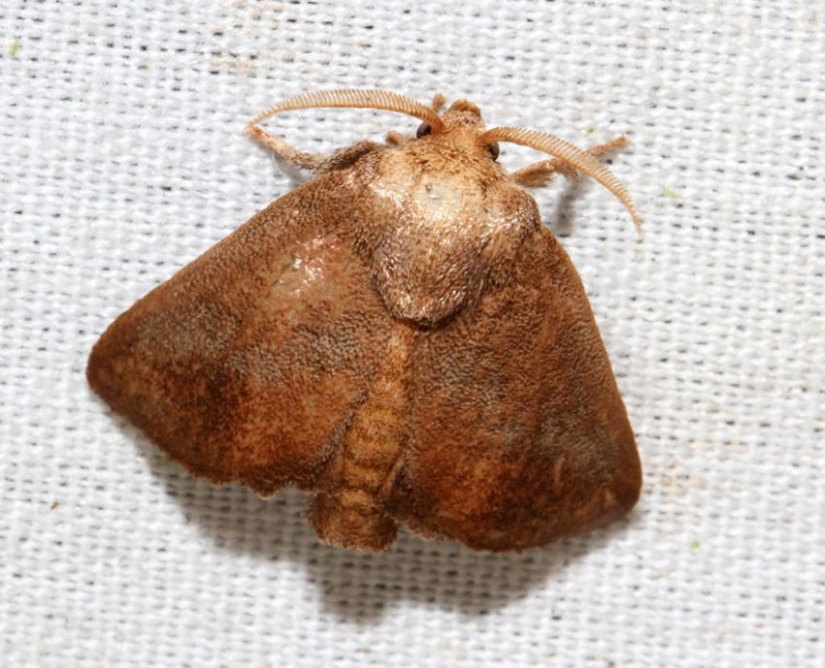 19 sorprendentes transformaciones de orugas en mariposas