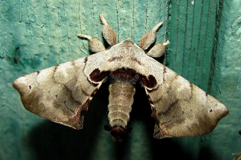 19 sorprendentes transformaciones de orugas en mariposas