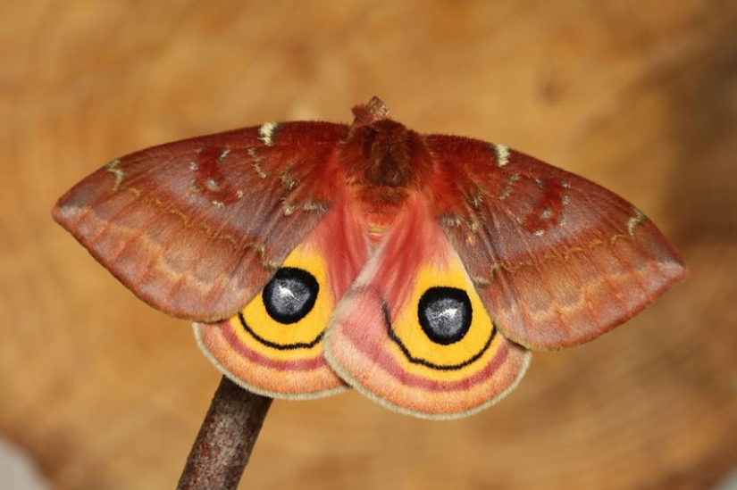 19 sorprendentes transformaciones de orugas en mariposas