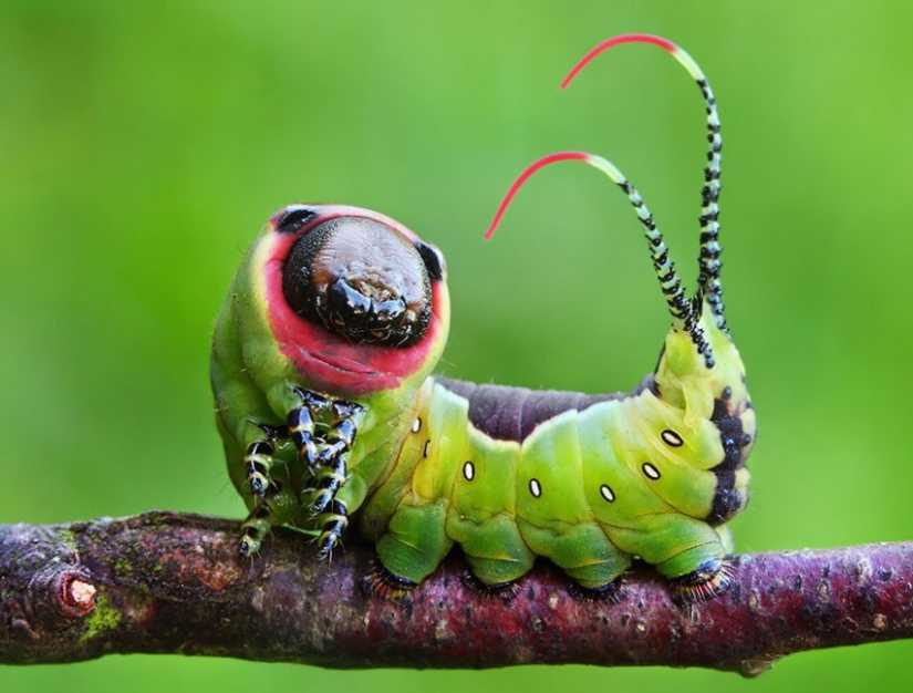 19 sorprendentes transformaciones de orugas en mariposas