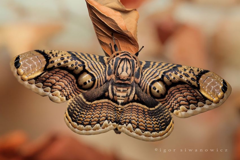 19 sorprendentes transformaciones de orugas en mariposas