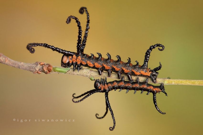 19 sorprendentes transformaciones de orugas en mariposas