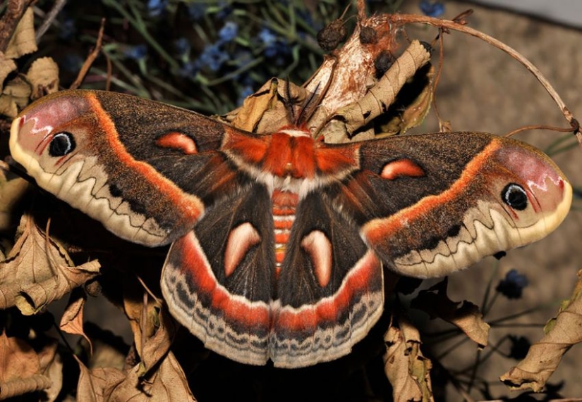19 sorprendentes transformaciones de orugas en mariposas