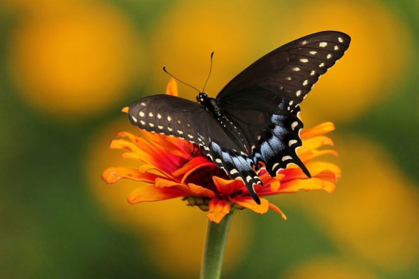 19 sorprendentes transformaciones de orugas en mariposas